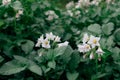 Flowering potato. Potato flowers blossom in sunlight grow in plant. White flower of blooming potato plant. Royalty Free Stock Photo