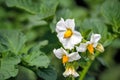 Flowering potatoes on the field with small white flowers.