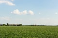 Flowering Potatoes