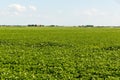 Flowering Potatoes