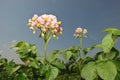 Flowering potatoes.