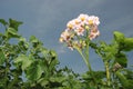 Flowering potatoes.