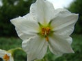 Flowering potatoes