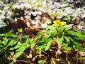 Flowering Potentilla erecta known as the common tormentil, septfoil or erect cinquefoil closeup