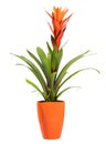 Flowering potted Guzmania plant isolated on white