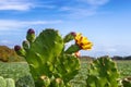 Flowering prickly pear against the blue sky