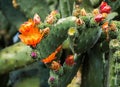 Flowering Prickly Pear Cactus