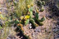 Flowering Prickly Pear Cactus in Great Sand Dunes National Park