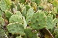 Flowering prickly pear cactus