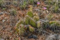 Flowering prickly pear cactus plant in nature in Utah, USA