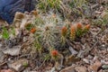 Flowering prickly pear cactus plant in nature in Utah, USA