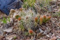 Flowering prickly pear cactus plant in nature in Utah, USA