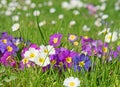 Flowering primrose in a close up Royalty Free Stock Photo
