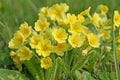 Flowering primrose in a close up Royalty Free Stock Photo