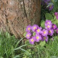 Flowering primrose in a close up Royalty Free Stock Photo