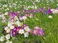 Flowering primrose in a close up Royalty Free Stock Photo