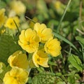 Flowering primrose in a close up Royalty Free Stock Photo