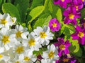 Flowering primrose in a close up Royalty Free Stock Photo