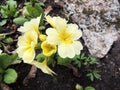 Flowering primrose (Primula) Royalty Free Stock Photo
