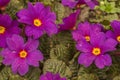 Flowering primrosePrimula flower buds