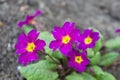 Flowering of primroses primula in April Royalty Free Stock Photo