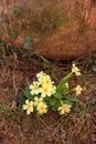 Flowering primroses sheltering a moss-filled rock in the undergrowth