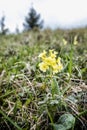 Flowering primula elatior, Little Fatra, Slovakia