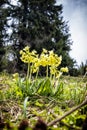 Flowering primula elatior, Low Tatras, Slovakia