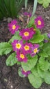 Flowering primula