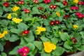 Flowering primula plants growing in pots