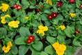 Flowering primula plants growing in pots