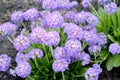 Flowering primula primrose small-toothed, variety Cachemiriana Primula denticulata Sm