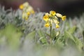 Flowering Primula veris syn. Primula officinalis or Common cowslip plant