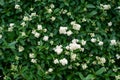 A flowering privet hedge with white blossoms Royalty Free Stock Photo