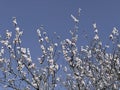 Flowering prunus accolade cherry tree.