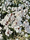 Flowering prunus accolade cherry tree.