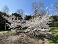 Flowering prunus accolade cherry trees. Royalty Free Stock Photo