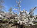 Flowering prunus accolade cherry trees. Royalty Free Stock Photo