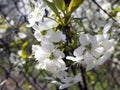 Flowering Prunus cerasus branch