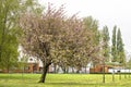 Flowering prunus at Maastunnel entrance