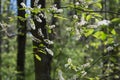 Flowering prunus padus, bird cherry in forest selective focus