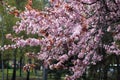 Flowering prunus pissardii in spring park