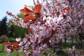 Flowering Prunus pissardii in spring park