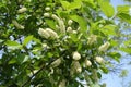 Flowering Prunus serotina tree in spring