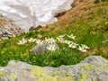 Flowering Pulsatilla alpina bush on slope in Tatra Mountains