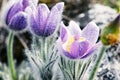 Flowering Pulsatilla slavica flowers, blue filter