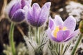 Flowering pulsatilla slavica in spring meadow