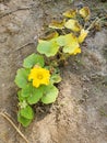 Flowering pumpkin vine in dirt Royalty Free Stock Photo