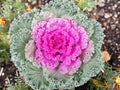 Flowering purple cabbage Royalty Free Stock Photo