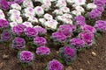 Flowering purple cabbage